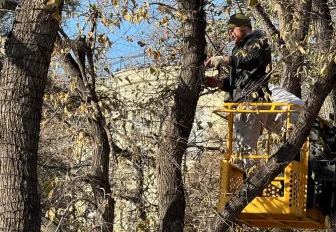 Деревья в Первомайском сквере украшают новогодними гирляндами