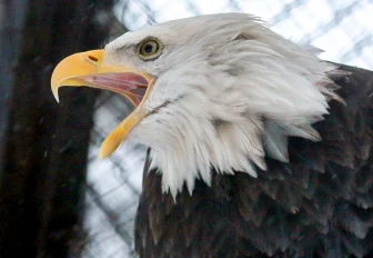Новосибирский зоопарк сократил график работы ещё на час