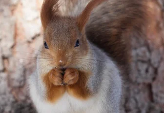 Милые, но опасные: биолог рассказала, как правильно кормить белок в парке