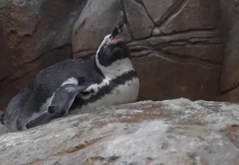 Бесплатную экскурсию по зоопарку устроили для пенсионеров в Новосибирске