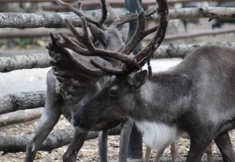 Новосибирский зоопарк собрал три миллиона на восстановление вольеров