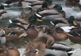 Новосибирский зоопарк зовёт понаблюдать за пуночкой и чечевицей