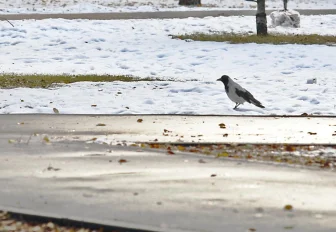 Умеренно тёплую погоду ожидают синоптики в конце октября в Новосибирске