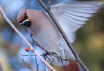 Зима близко: свиристели и снегири прилетели в Новосибирск