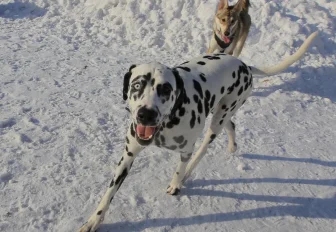 Стая бродячих собак напала на пенсионерку у остановки «Чемской бор»