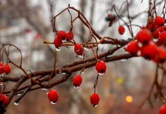 Потепление с дождём придёт на смену снегопадам в Новосибирске